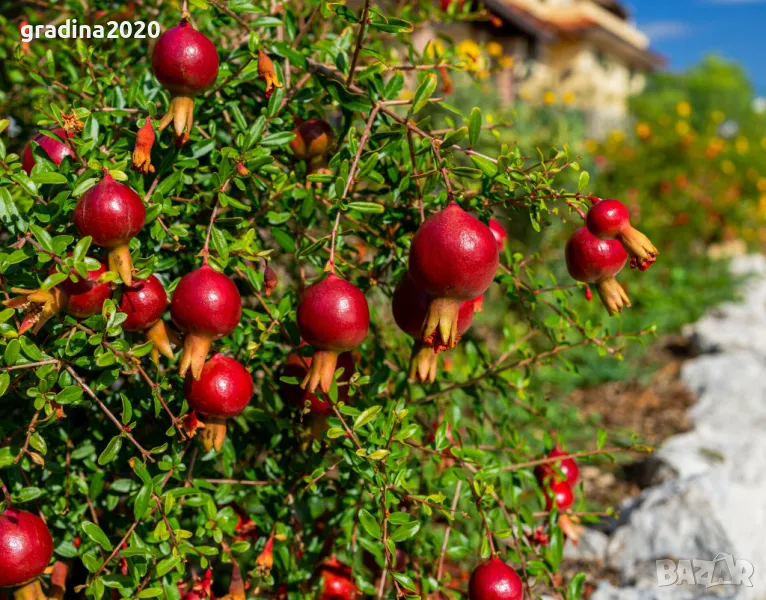 Мини НАР - Punica Granatum Nana, снимка 1