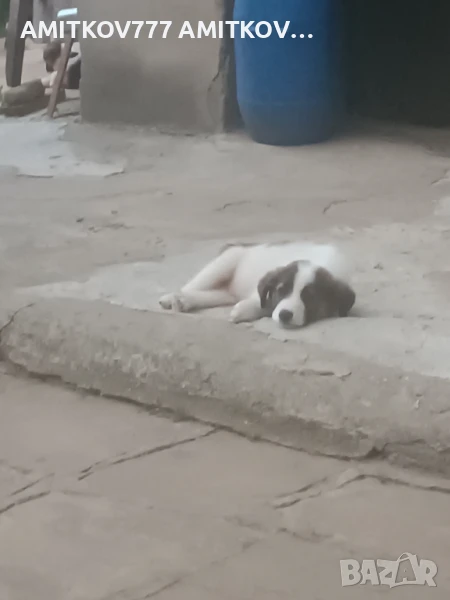 Продавам малки кученца каракачанка мъжки , снимка 1