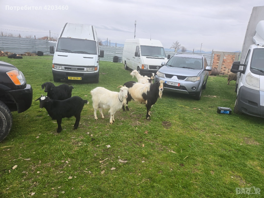 Кози, снимка 1