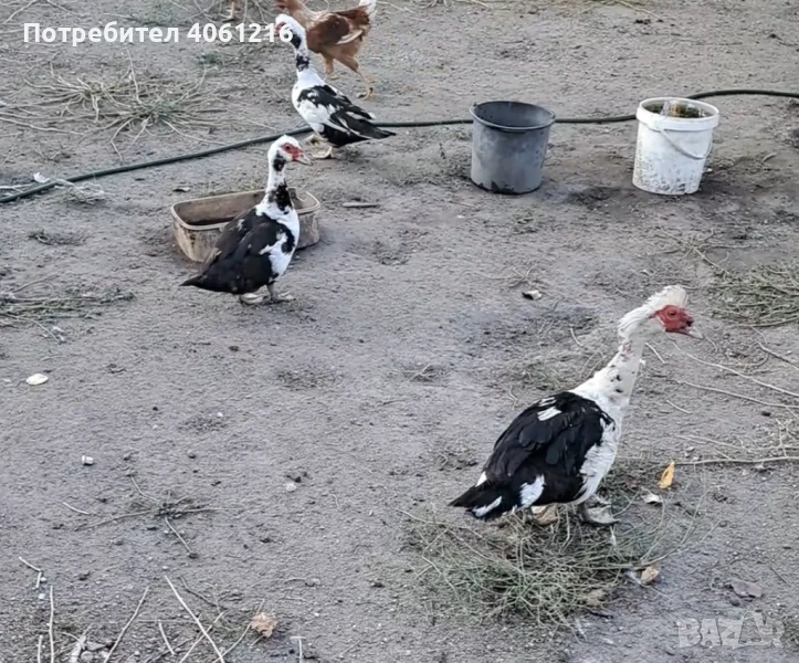 Неми патици Пловдив , снимка 1