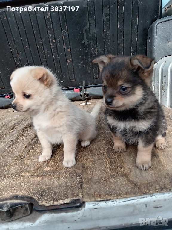 мъжки и женски кученца, снимка 1