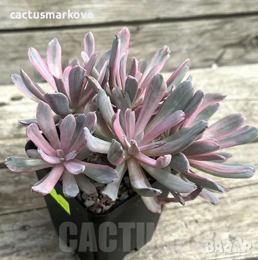 Echeveria hoveyi f. variegata, снимка 1