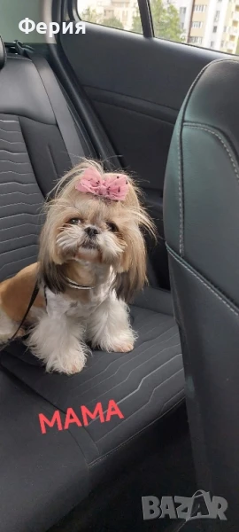 Шицу, снимка 1