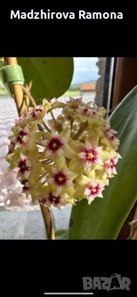 Hoya Sp.bulusan , снимка 1