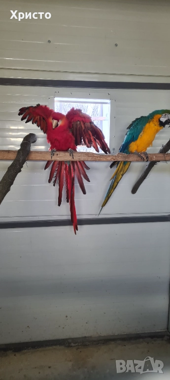 Продавам чифт Ари , снимка 1