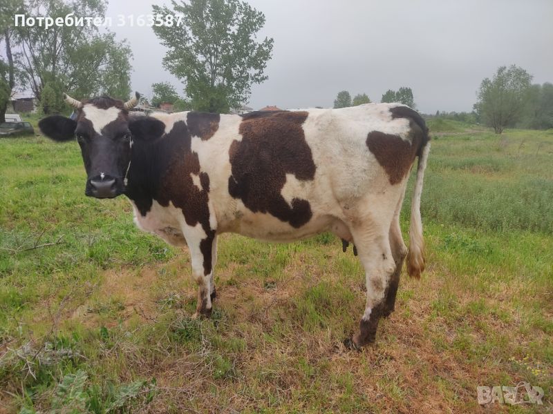 Крава в 8 месец, снимка 1