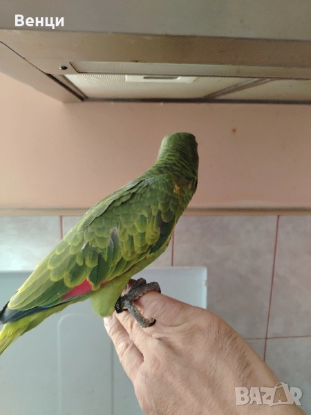 амазона, снимка 1