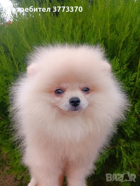 Померан померанче , снимка 1