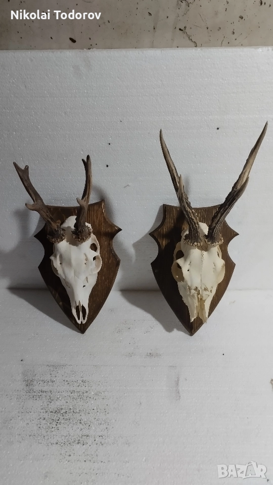 Трофей от сръндак, снимка 1