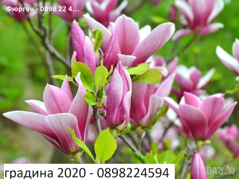 Магнолия Джордж Хенри Керн, снимка 1