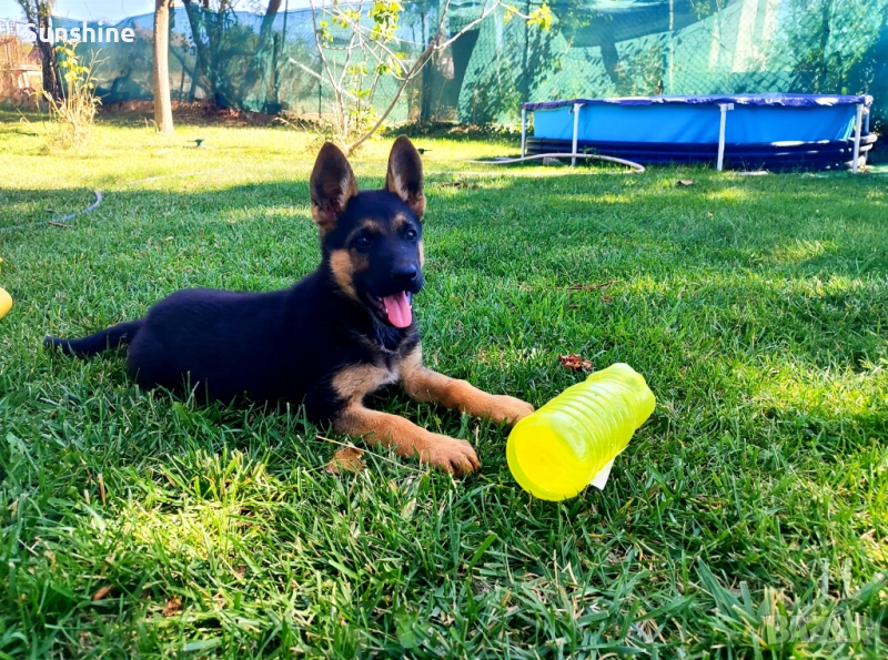 Породисти немски овчарки , снимка 1