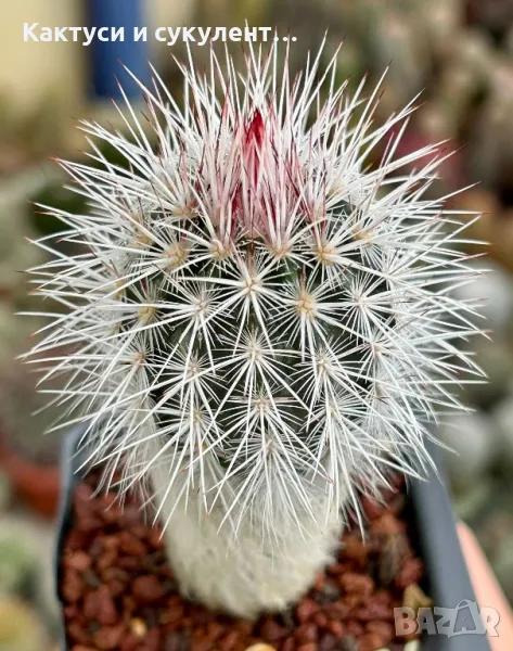 Кактус Echinocereus CANUS, снимка 1