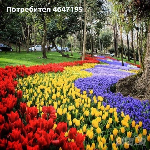 Фестивал на лалетата в Истанбул с 3 нощувки от Варна и Бургас, снимка 3 - Автобусни екскурзии - 53813748