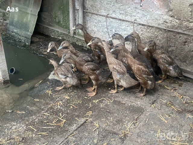 Патици диви, снимка 2 - други­ - 53939879