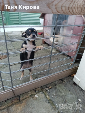 Малки пинчерчета, снимка 4 - Пинчер - 52975157