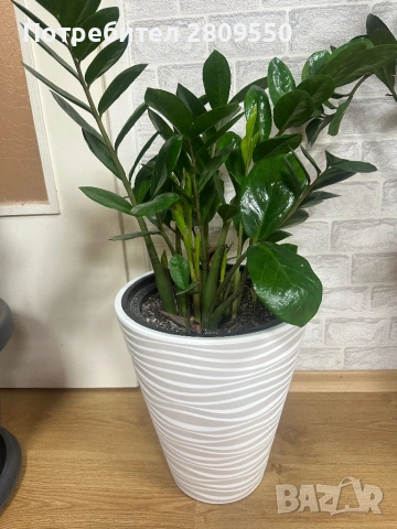 замиокулкас растения Цветя, снимка 3 - Стайни растения - 53117619