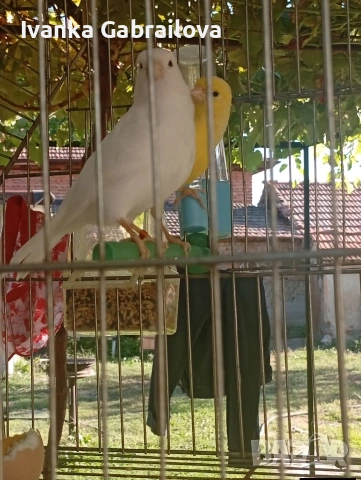 Двойка канарчета