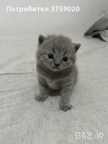 Британска късокосместа, снимка 7 - Британска късокосместа - 53825984