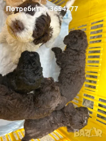 Бебета Лагото чистокръвни, снимка 4 - Други - 49101088