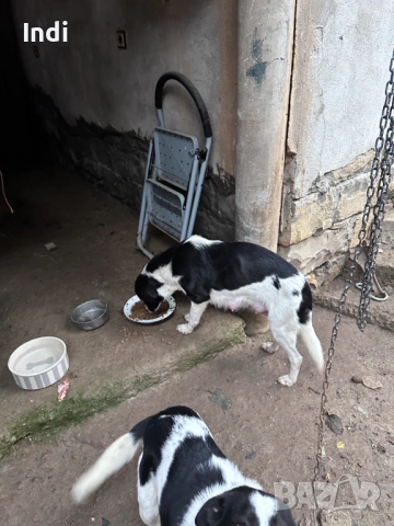 Подарявам женски кучета на година, снимка 2 - Други - 53861696