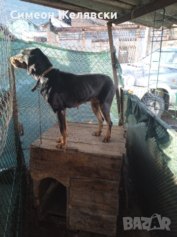 Лудогорско гонче , снимка 2 - Гонче - 53400475