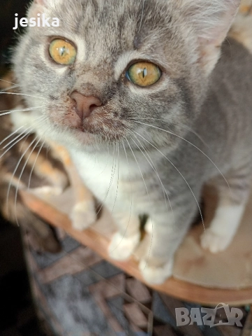 подарявам малки сладки котенца, полуперсийчета много кротки и социални., снимка 7 - Други - 52403149