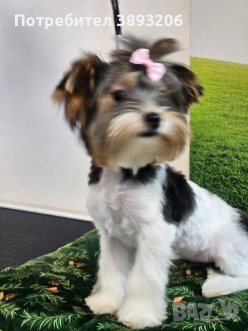 йоркширски териер. бивер 