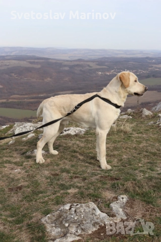 Продавам мъжки Лабрадор