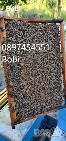 Малки Пчелни Семейства Отводки, снимка 12 - За пчели - 54058330