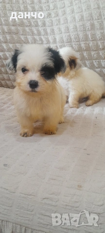 Болонки, снимка 5 - Болонка - 54182666