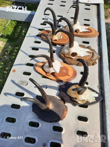 Трофей от дива коза. , снимка 13 - Декорация за дома - 54046259