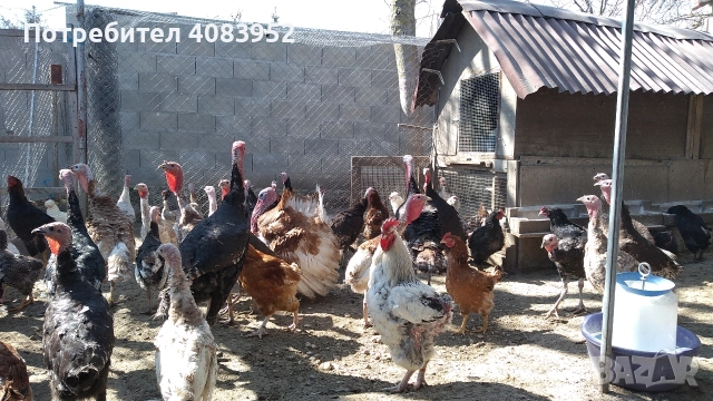 пуйки за месо