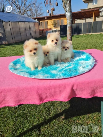 Померан померани Гр. София, снимка 8 - Померан - 53847389