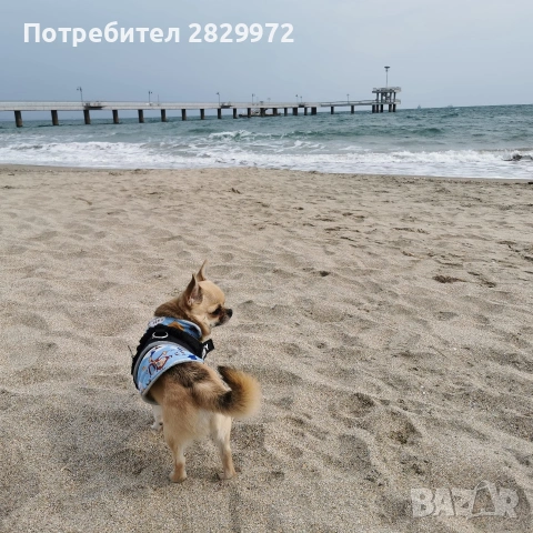 Родословно чихуахуа за разплод, снимка 2 - Търси партньор - 53031085