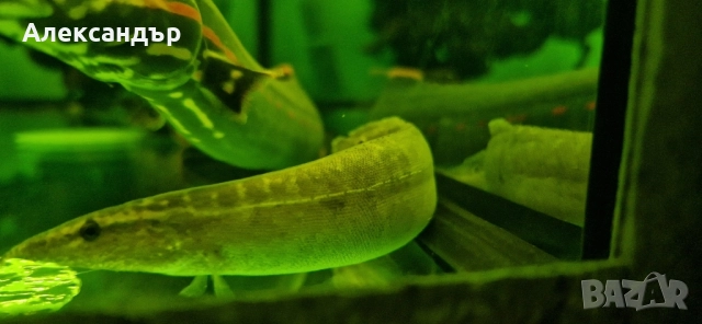 macrognathus siamensis, снимка 2 - Рибки - 52369971