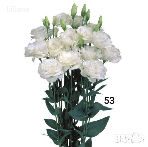 Семена (проф) Лизиантус ( Еустома), снимка 6 - Градински цветя и растения - 53397299