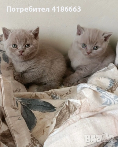 Британска късокосместа 