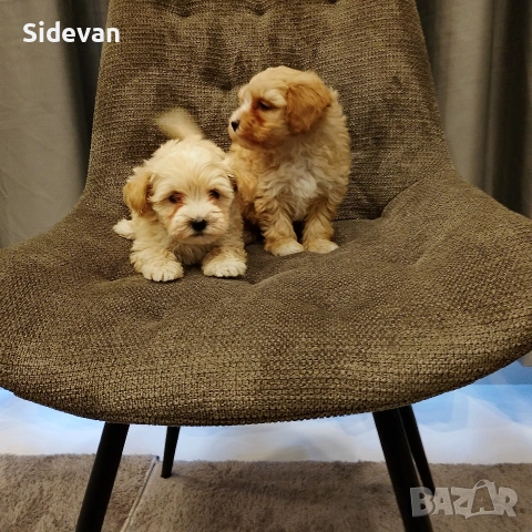 Малтипу, снимка 5 - Пудели - 54298358