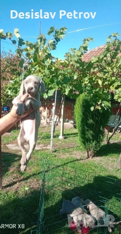 Ваймаранери , снимка 2 - Ваймаранер - 52127018