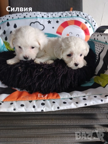 предлагам малтийска болонки , снимка 6 - Болонка - 52375877