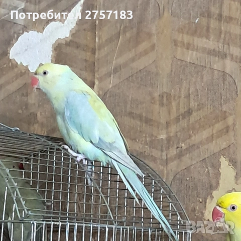 продавам малки александри, снимка 2 - Папагали - 53859772