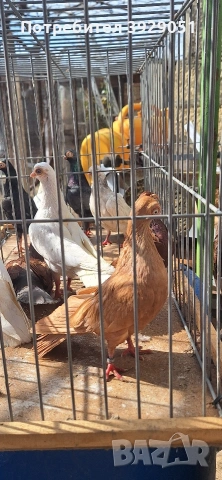 Продавам Будапещенски, снимка 10 - Гълъби - 53753986