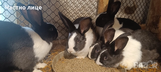 Продавам 3 женски  и 2мъжки млади холандски зайци, снимка 14 - Други - 54044428