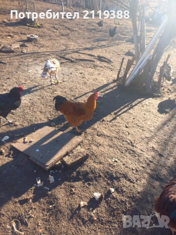1 бр Ню Хемпшир на 7 м, снимка 3 - Кокошки и пуйки - 52773629