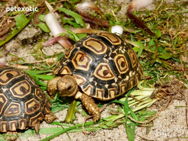 Леопардова Костенурка - Stigmochelys pardalis, снимка 6 - Костенурки - 46395513