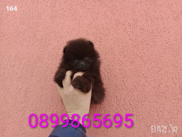 Мъжки шоколадов Померан. Реални снимки от 02.02.26 г. , снимка 4 - Померан - 53324476