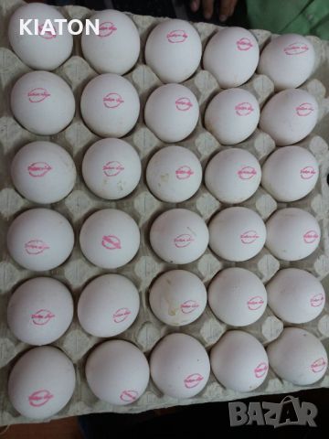 Комплекс за маркиране MARK EGGS HP-120, снимка 2 - Друго търговско оборудване - 46336859