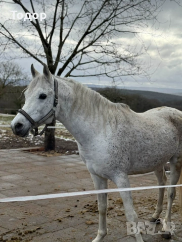 Арабски кон, снимка 2 - Коне - 54282763