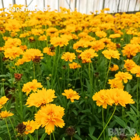 Кореопсис, Coreopsis Grandiflora 'Early Sunrise', снимка 3 - Градински цветя и растения - 39506437