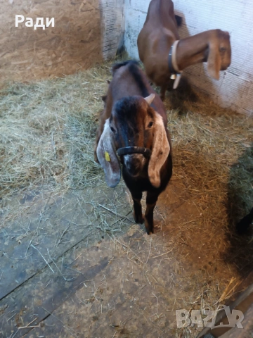 Продавам хубаво пръчле и млада коза.